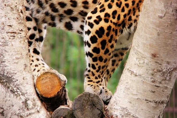 Patas de leopardo africanas close-up. Parte de um leopardo. — Fotografia de Stock