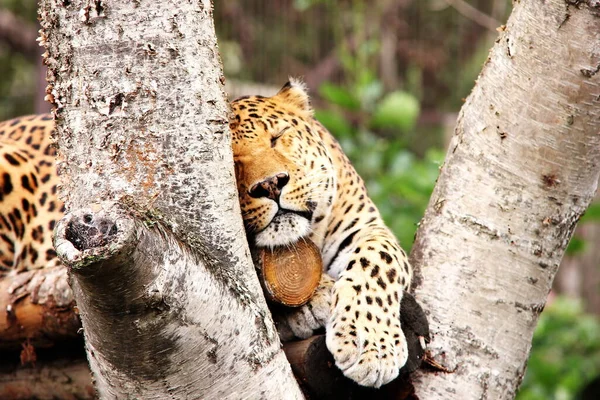 Leopardo Africano Jaz Uma Árvore Zoológico Grande Gato Manchado Leopardo — Fotografia de Stock