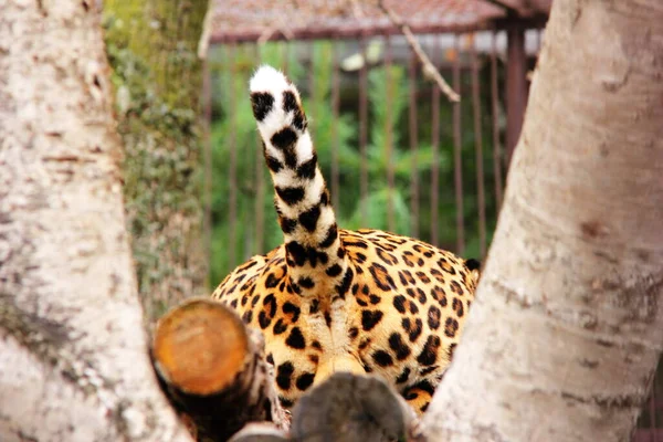 Parte Trás Leopardo Vista Por Baixo Cauda Leopardo Africano Vista — Fotografia de Stock