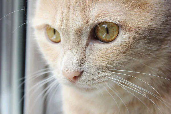 Tlama Červené Kočky Zblízka Přirozeném Světle Okna Kočičí Oči — Stock fotografie