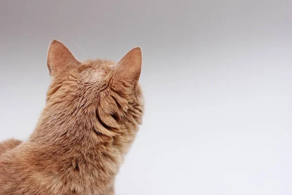 A parte de trás dos gatos vermelhos cabeça close-up — Fotografia de Stock