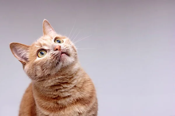 Retrato de un gato rojo mirando con cuidado. —  Fotos de Stock