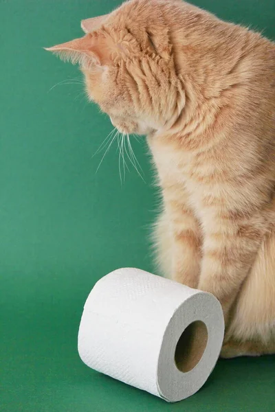 Um gato vermelho está sentado de costas viradas ao lado de um rolo de papel higiênico branco em um fundo verde. — Fotografia de Stock