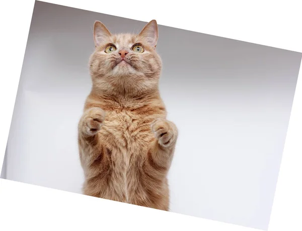 Die rote Katze steht aufrecht und hält ihre Vorderpfoten davor. Porträt einer roten Katze, die vorsichtig nach oben schaut. — Stockfoto