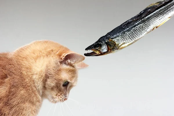 Rote Katze und getrockneter Fisch. Katzenträume. — Stockfoto