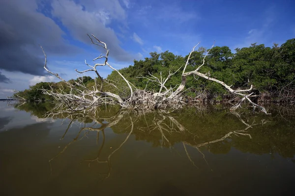 Mangrov snags Everglades Ulusal Park, Florida.