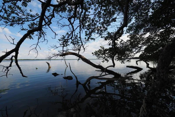 Alberi di mangrovie nel Parco Nazionale delle Everglades, Florida . — Foto Stock