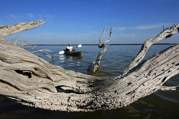 Θαλάσσια στο Everglades National Park, Φλόριντα. — Φωτογραφία Αρχείου