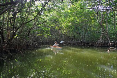 Everglades Ulusal Park, Florida mangrov tünelde Kayak kadın.