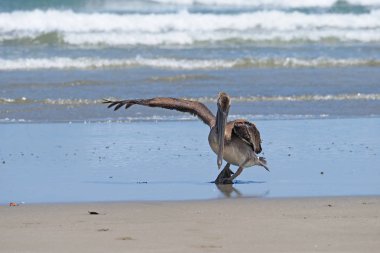 Kahverengi Pelikan Playa Hermosa, Nikaragua kanatta Yayilim.