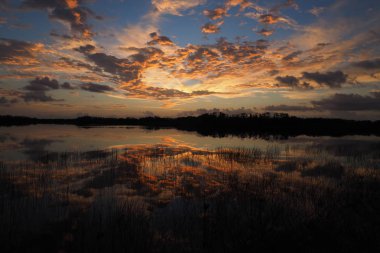 Everglades Ulusal Parkı, Florida 'daki Nine Mile Pond' da gün doğumu.