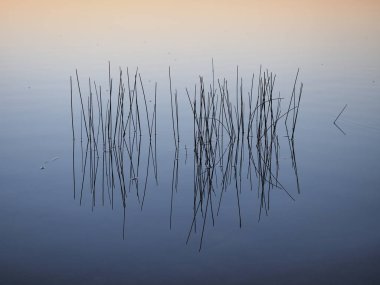 Everglades Ulusal Park, Florida gündoğumu, sazlık.