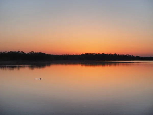 Alligator at sunrise on Nine Mile Pond in Everglades National Park, Florida. — Stock Photo, Image