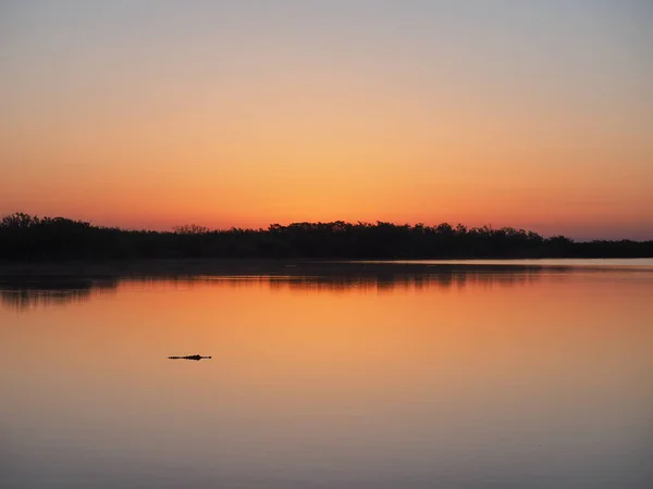 Alligator at sunrise on Nine Mile Pond in Everglades National Park, Florida. — Stock Photo, Image