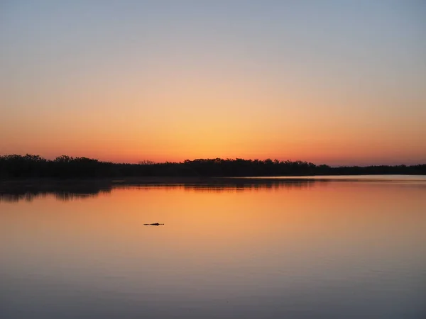 Jacaré ao nascer do sol em Nine Mile Pond em Everglades National Park, Flórida . — Fotografia de Stock