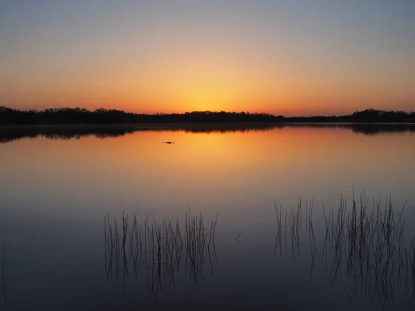 Alligator bei Sonnenaufgang auf neun Meilen Teich im Everglades Nationalpark, Florida. — Stockfoto