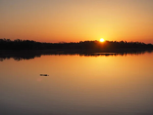 Aligator na wschód słońca na dziewięć metrów staw w parku narodowym Everglades na Florydzie. — Zdjęcie stockowe