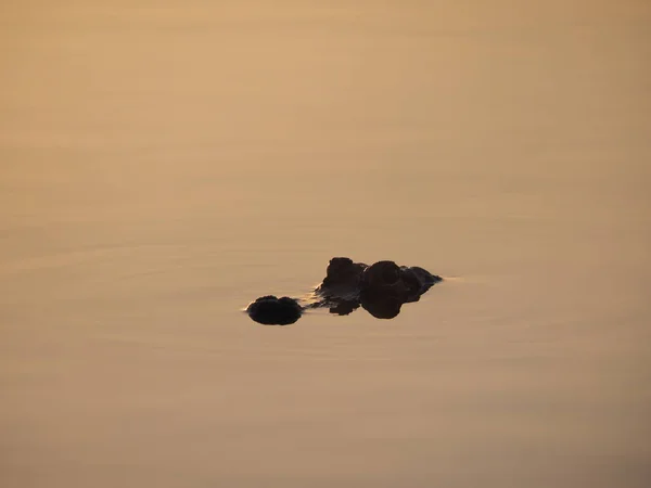 Aligator na wschód słońca na dziewięć metrów staw w parku narodowym Everglades na Florydzie. — Zdjęcie stockowe