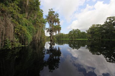 Fisheating Creek, Florida.