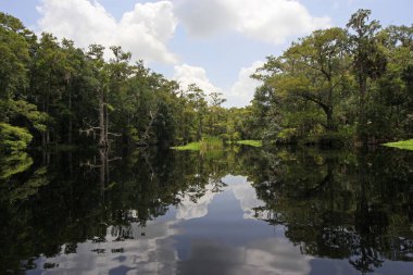 Fisheating Creek, Florida.