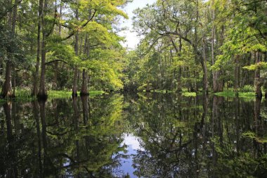 Fisheating Creek, Florida.