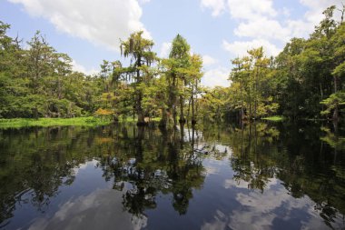 Fisheating Creek, Florida.