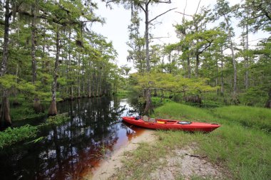 Kırmızı kayık Fisheating Creek, Florida kıyısında.