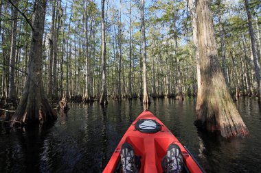 Kırmızı kayık Fisheating Creek, Florida üzerinde.