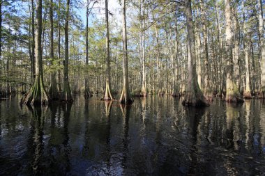 Selvi ağaçları Fisheating Creek, Florida.