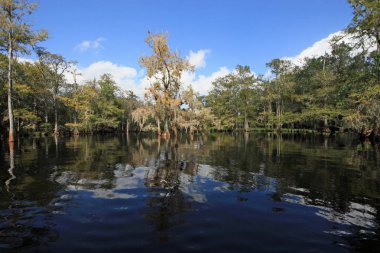 Fisheating Creek, Florida.