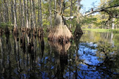 Selvi ağaçları Fisheating Creek, Florida.