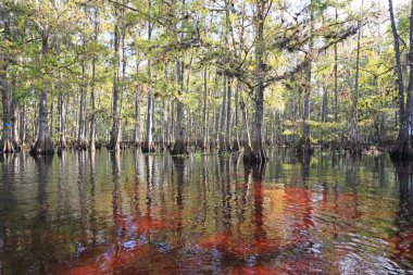 Selvi ağaçları Fisheating Creek, Florida.