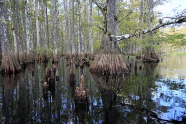 Selvi ağaçları Fisheating Creek, Florida.