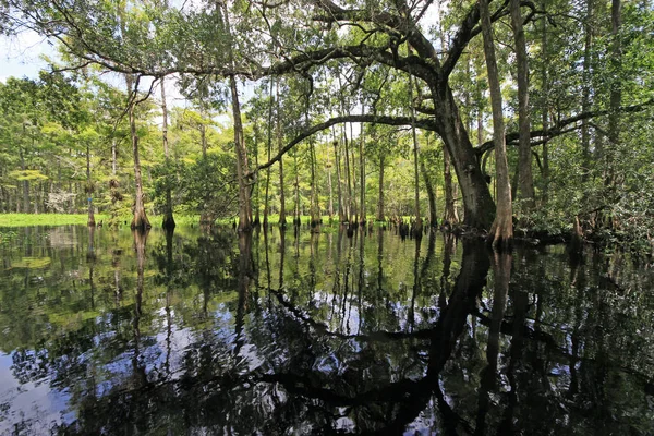 Fisheating Creek, Florida. — Foto Stock