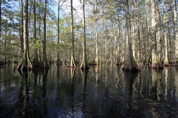 Selvi ağaçları Fisheating Creek, Florida.