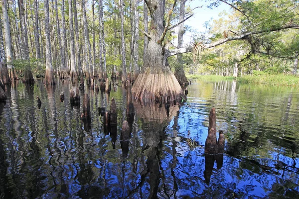Cypřiše Fisheating Creek, Florida. — Stock fotografie
