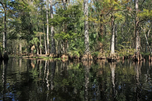 Fisheating クリーク、フロリダのヒノキの木. — ストック写真