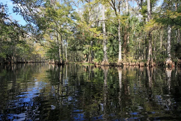 Cypress trees of Fisheating Creek, Florida. — Stock Photo, Image