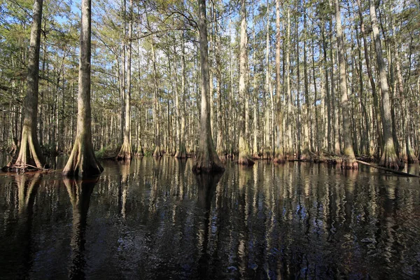 Selvi ağaçları Fisheating Creek, Florida.