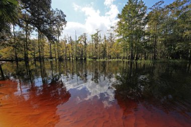 Fisheating Creek, Florida.