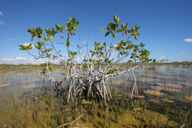 Cüce mangrov ağaçlar Everglades Ulusal Park, Florida.