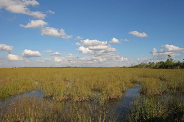 Sawgrass genişlik Everglades Ulusal Park, Florida.