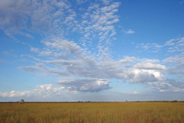 Sawgrass genişlik Everglades Ulusal Park, Florida.