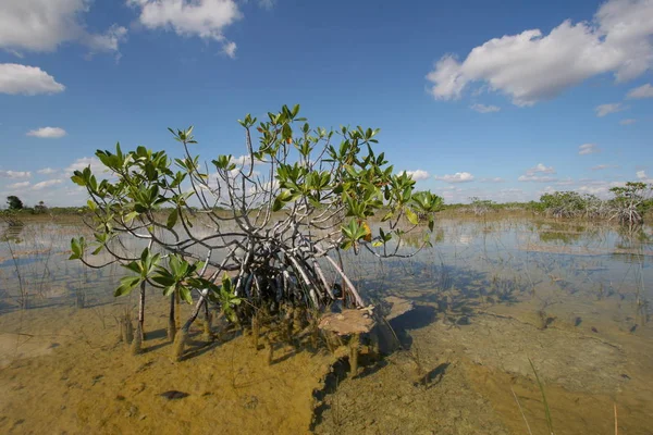 Νάνος μαγκρόβια δέντρα του Everglades National Park, Φλόριντα. — Φωτογραφία Αρχείου