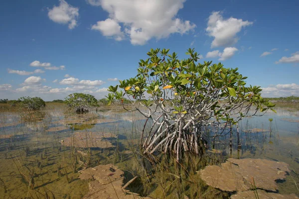 Árboles enanos del manglar del Parque Nacional Everglades, Florida . — Foto de Stock