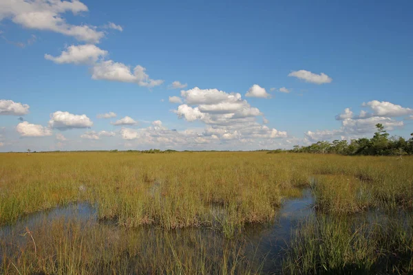 Sawgrass genişlik Everglades Ulusal Park, Florida. — Stok fotoğraf