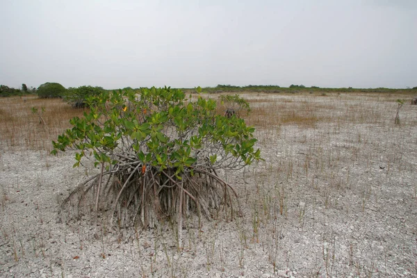 Alberi di mangrovie nane del Parco Nazionale delle Everglades, Florida . — Foto Stock