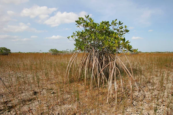 Alberi di mangrovie nane del Parco Nazionale delle Everglades, Florida . — Foto Stock