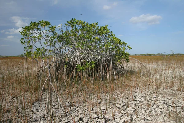 Árboles enanos del manglar del Parque Nacional Everglades, Florida . — Foto de Stock