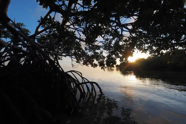 Jízda na kajaku uprostřed mangrovové Key Biscayne, Florida. — Stock fotografie